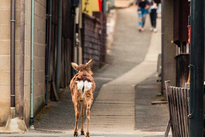 1-Day Private Sightseeing Tour in Hiroshima and Miyajima Island - The guide factor: why the same itinerary can feel totally different