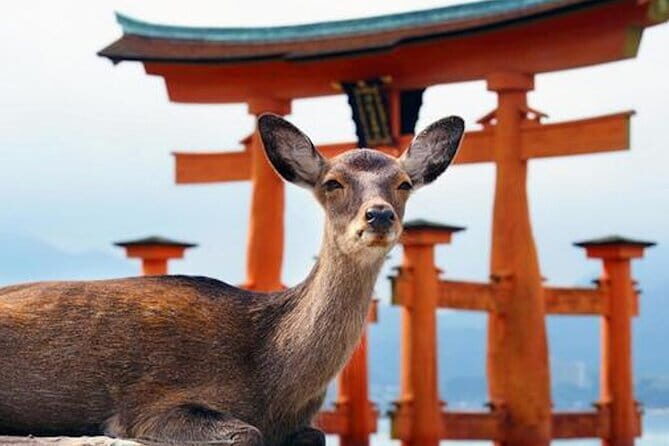 Hiroshima and Miyajima Private Custom Tour with Local Guide - Key highlights you’ll actually feel during the day