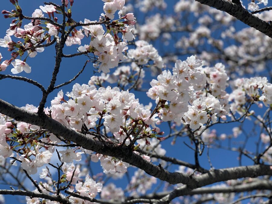 Hiroshima History Tour : A-Bomb Dome, Peace Memorial & City - What the Price Gets You (And Why It Can Be Worth It)