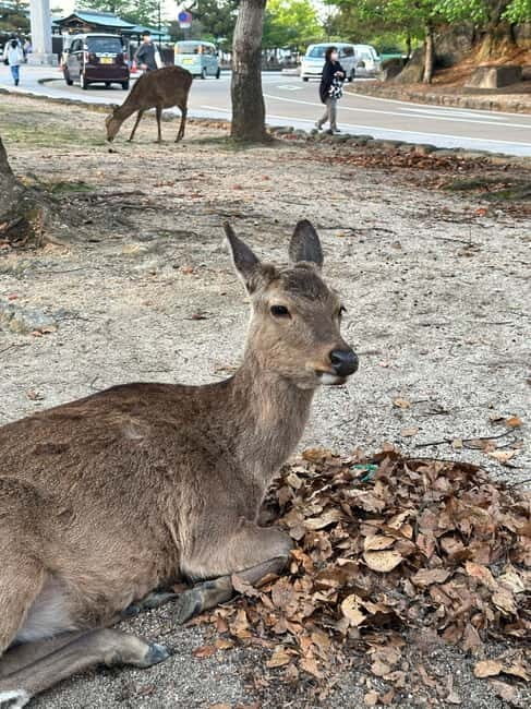 Hiroshima & Miyajima Island Private Tour: History & Culture - Daisho-in and Omotesando: Nature, Ritual Details, and a Food-Friendly Break
