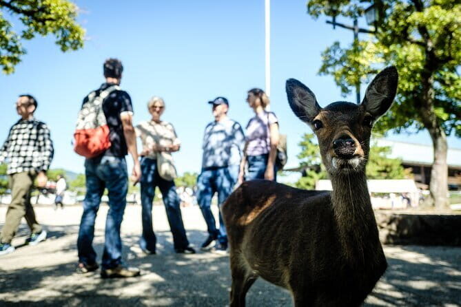 Hiroshima & Miyajima: Private Full-Day Tour with a Local Guide - Hiroshima and Miyajima in One Day: Why This Combo Works