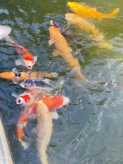 Hiroshima & Miyajima: UNESCO A-Bomb Dome & Itsukushima - Price and Value: What You Get for $177 Per Person