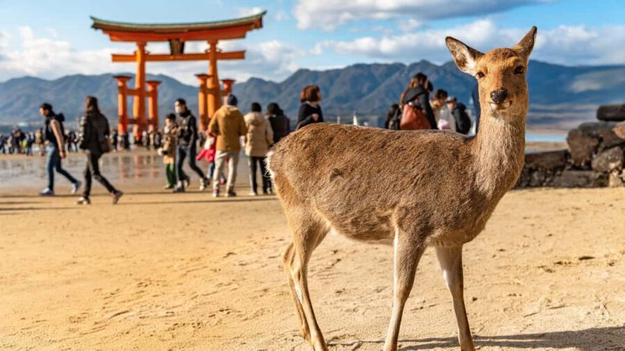Hiroshima to Miyajima: Private Custom Tour with Ferry Ride - Meeting at Orizuru Tower: Your Start Point Is Easy