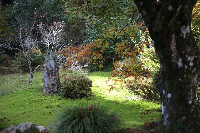 Home Experience: Tea Ceremony & Moss Garden Walk(Day trip) - The tea ceremony moment: matcha on tatami or in the moss garden