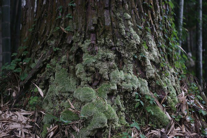 Home Experience: Tea Ceremony & Moss Garden Walk(Day trip) - Price and value: what $130.82 really covers