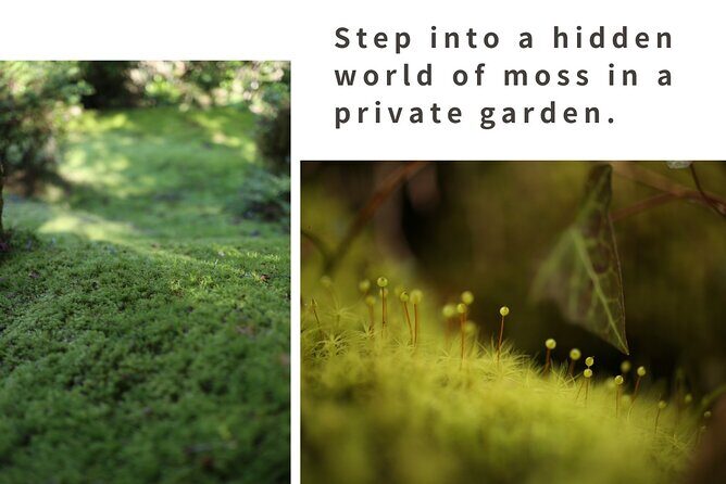 Home Experience: Tea Ceremony & Moss Garden Walk(Day trip) - JR Kabe Station to the countryside house: timing and what to plan