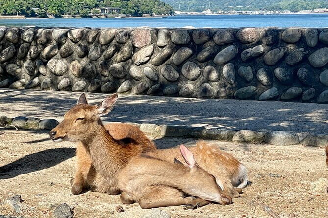 Miyajima Highlights: Itsukushima Shrine & Island Nature - Getting to Miyajima from Hiroshima Without Losing the Day