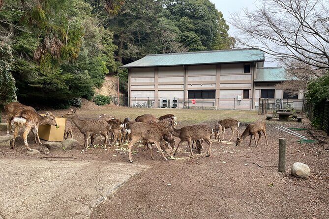 Miyajima Island Tour with Certified Local Guide - Why Miyajima feels different from the moment you arrive