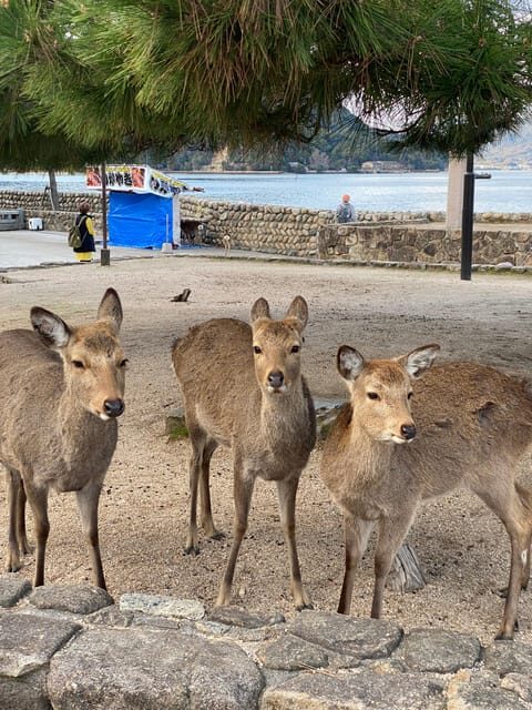 Private Hiroshima and Miyajima Tour with Licensed Guide - Why This Private 7-Hour Day Feels Effortless